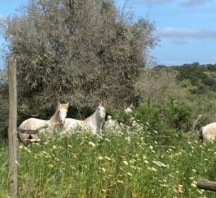 Paardenklas in Portugal