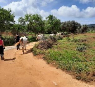 Paardenklas in Portugal