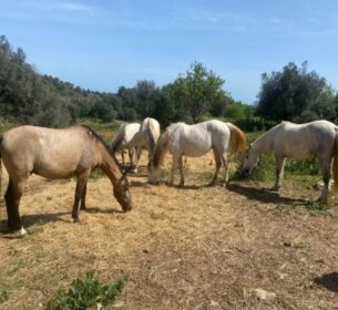 Paardenklas in Portugal