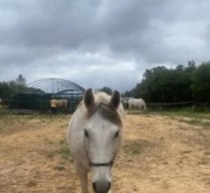 Paardenklas in Portugal